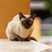Thai Cat