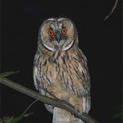 Night Owl