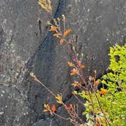 Lesothosauras Footprints