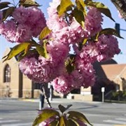 Washington Apple Blossom Festival, Wenatchee in April-May