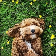 Cockapoo Dog