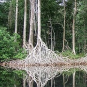 La Encrucijada Biosphere Reserve, Chiapas, Mexico