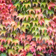 Virginia Creeper
