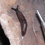 Meadow Slug