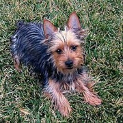 Silky Terrier