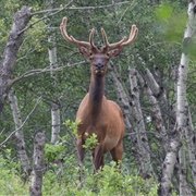 Beaver Hills Biosphere Reserve, Alberta, Canada