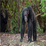 Dynasties: "Chimpanzee" (S1,E1)