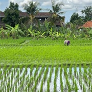 Playing in Rice Fields in Thailand