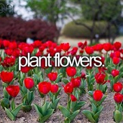 Plant Flowers