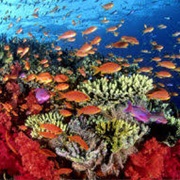 Sistema Arrecifal Veracruzano Biosphere Reserve, Veracruz, Mexico