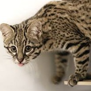 Geoffroy's Cat