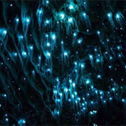 New Zealand Glowworm