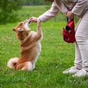 Teach Your Dog a Trick