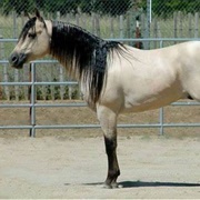 Buttermilk Buckskin
