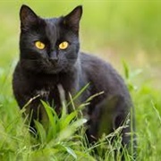 Bombay Cat