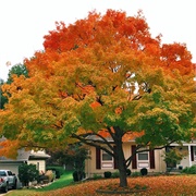 Gorgeous Gradient Tree