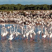 Marismas Del Odiel Biosphere Reserve, Spain