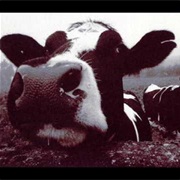 The Samuel Jackson Five - If You Show off the Milk, Who's Gonna Buy the Cow?