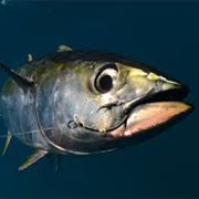 Yellowfin Tuna