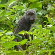 Great Nicobar Biosphere Reserve, India