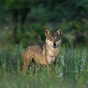 India Wolf