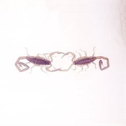 Wabi-Sabi (Cross Record, 2013)