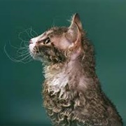 Laperm Cat
