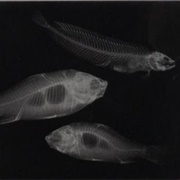 X-Ray of Angelfish & Surgeonfish (Eduard Valenta and Josef Maria Eder)