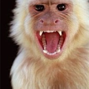 Monkeys Biting Your Ass and Climbing on You