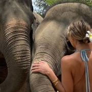 Touching and Feeding Elephants in Thailand