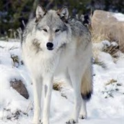 Mackenzie River Wolf