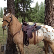 Buckskin/Dun Blanket Appaloosa