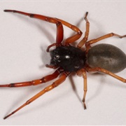 Broad-Faced Sac Spider