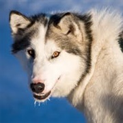 Canadian Eskimo Dog