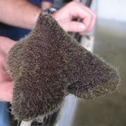Pyramid Sea Urchin (Echinocrepis Rostrata)