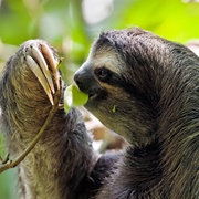 Sumaco Biosphere Reserve, Ecuador