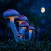 Nightly Mushroom