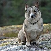 Swedish Vallhund
