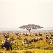 Southern Serengeti