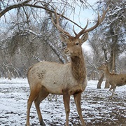Yarkand Deer