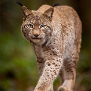 Eurasian Lynx