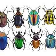 Beetles
