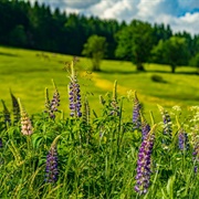 Vessertal-Thüringen Forest Biosphere Reserve, Germany
