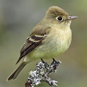 Western Flycatcher