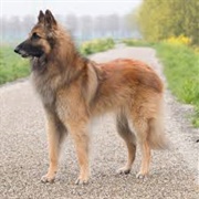 Belgian Shepherd