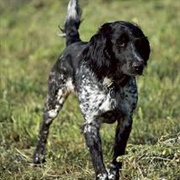 Large Munsterlander Dog