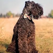 Kerry Blue Terrier