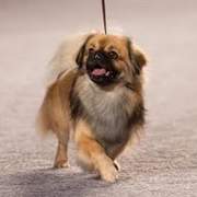 Tibetan Spaniel