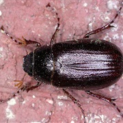 The June Bug Epidemic of 1962