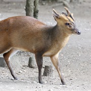 Muntjac